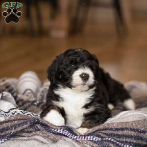 Banks, Bernedoodle Puppy